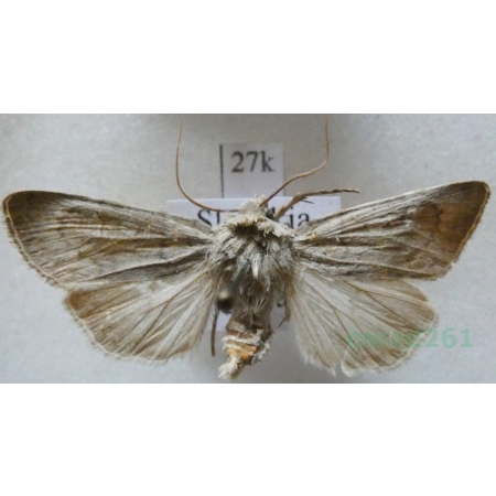 Euxoa decora (Denis & Schiffermüller, 1775) Slovakia27k